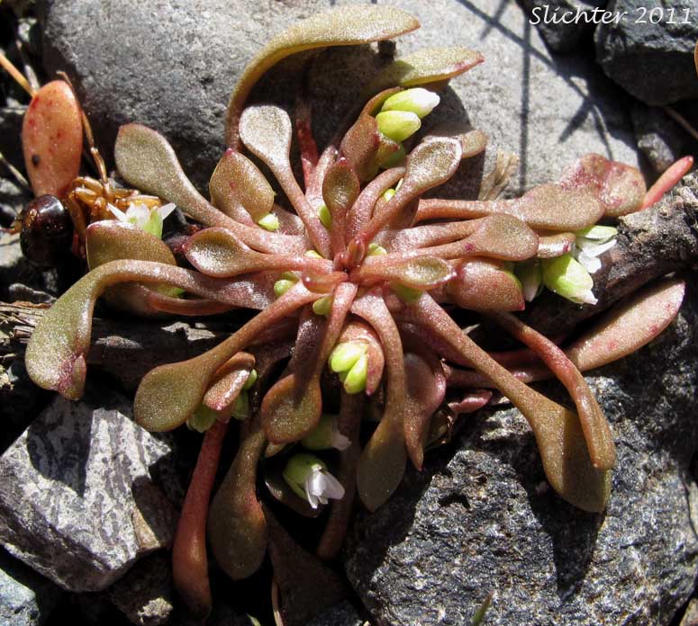 Cushion Miner's Lettuce, Rosetted Springbeauty: Claytonia rubra ssp. depressa (Synonyms: Claytonia parviflora var. depressa, Claytonia perfoliata var. depressa, Montia perfoliata var. depressa)