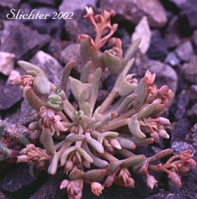 Pale Montia, Pale Springbeauty: Claytonia exigua ssp. exigua (Synonyms: Claytonia spathulata, Claytonia spathulata var. exigua, Claytonia spathulata var. spathulata, Montia spathulata, Montia spathulata var. exigua, Montia spathulata var. spathulata)