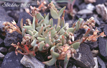 Pale Montia, Pale Springbeauty: Claytonia exigua ssp. exigua (Synonyms: Claytonia spathulata, Claytonia spathulata var. exigua, Claytonia spathulata var. spathulata, Montia spathulata, Montia spathulata var. exigua, Montia spathulata var. spathulata)