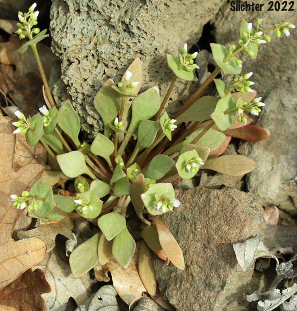 Miner's Lettuce: Claytonia perfoliata ssp. perfoliata (Synonyms: Claytonia perfoliata var. angustifolia, Claytonia perfoliata var. perfoliata, Limnia perfoliata, Montia perfoliata ssp. perfoliata, Montia perfoliata var. perfoliata)