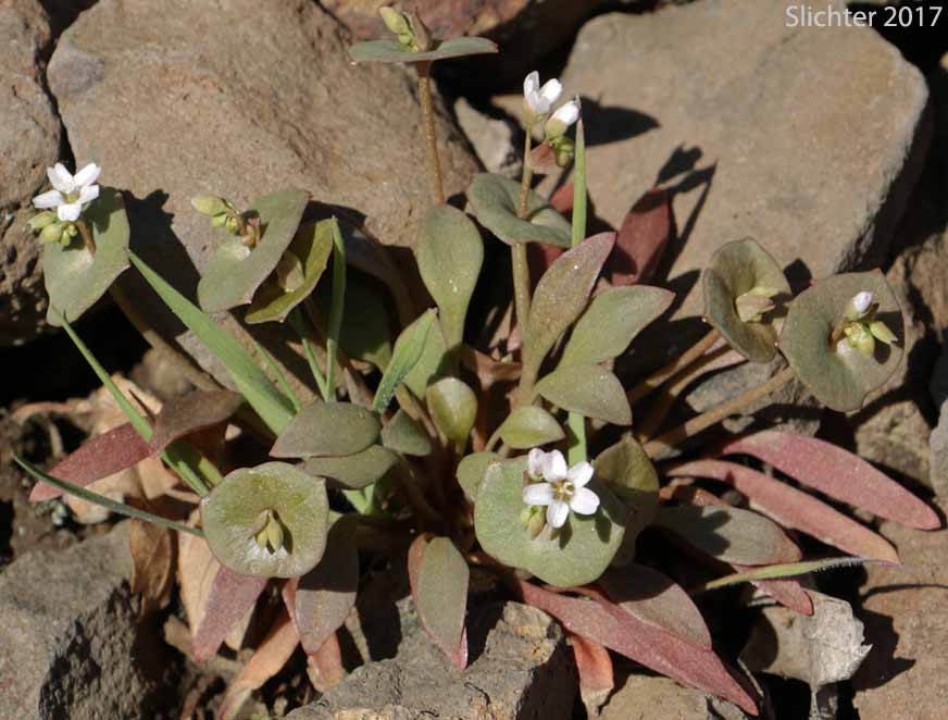 Cuban Spinach, Miner's Lettuce, Winter Purslane: Claytonia perfoliata ssp. intermontana (Synonym: Claytonia perfoliata var. intermontana)