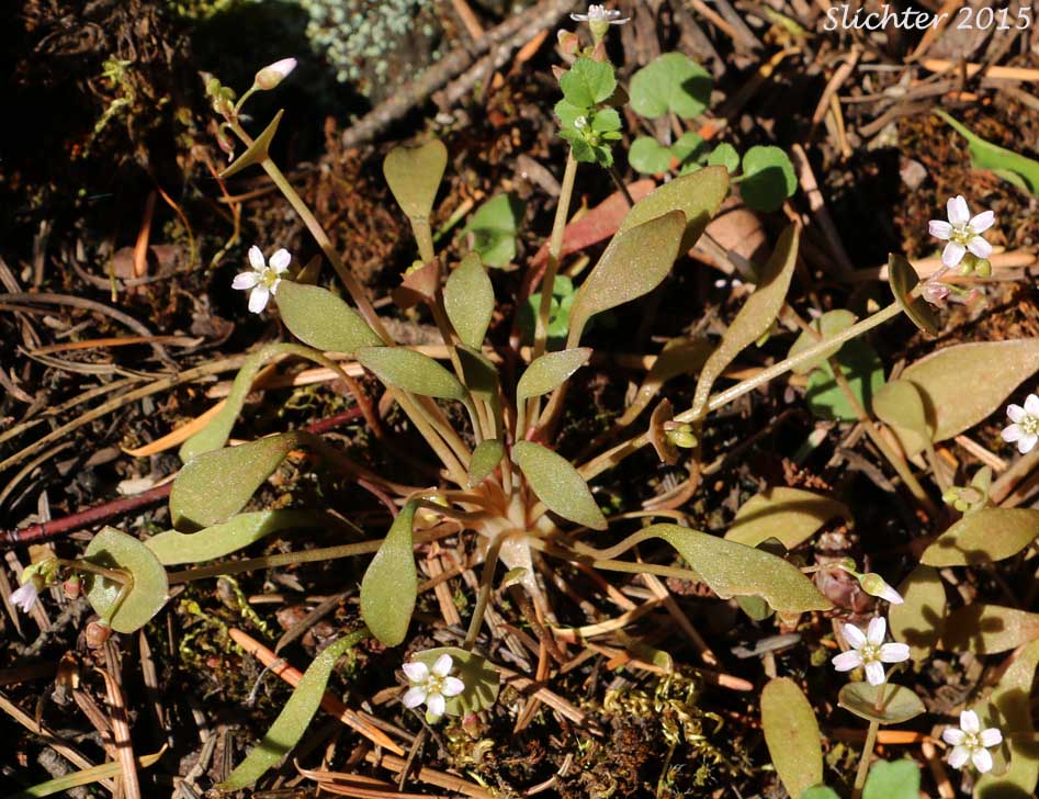 Cuban Spinach, Miner's Lettuce, Winter Purslane: Claytonia perfoliata ssp. intermontana (Synonym: Claytonia perfoliata var. intermontana)