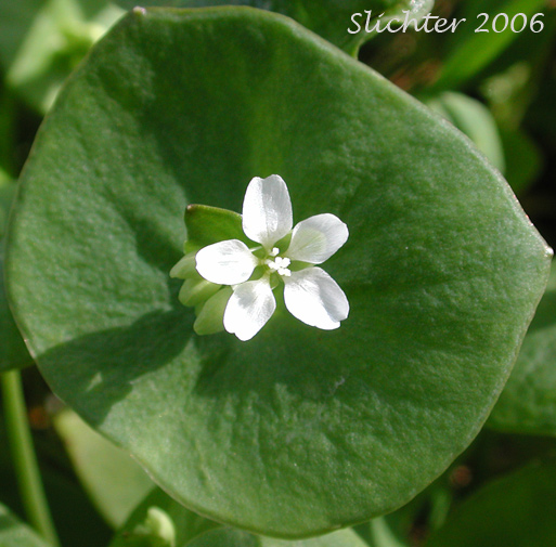 Miner's Lettuce: Claytonia perfoliata ssp. perfoliata (Synonyms: Claytonia perfoliata var. angustifolia, Claytonia perfoliata var. perfoliata, Limnia perfoliata, Montia perfoliata ssp. perfoliata, Montia perfoliata var. perfoliata)