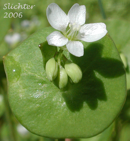 Miner's Lettuce: Claytonia perfoliata ssp. perfoliata (Synonyms: Claytonia perfoliata var. angustifolia, Claytonia perfoliata var. perfoliata, Limnia perfoliata, Montia perfoliata ssp. perfoliata, Montia perfoliata var. perfoliata)