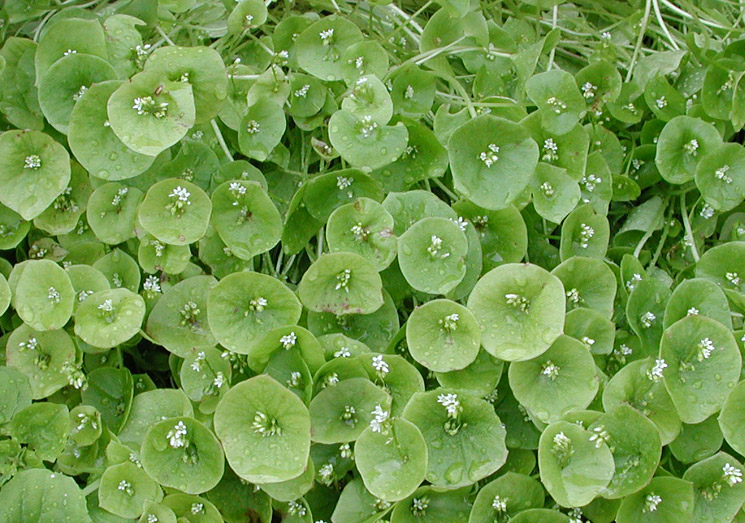 Miner's Lettuce: Claytonia perfoliata ssp. perfoliata (Synonyms: Claytonia perfoliata var. angustifolia, Claytonia perfoliata var. perfoliata, Limnia perfoliata, Montia perfoliata ssp. perfoliata, Montia perfoliata var. perfoliata)