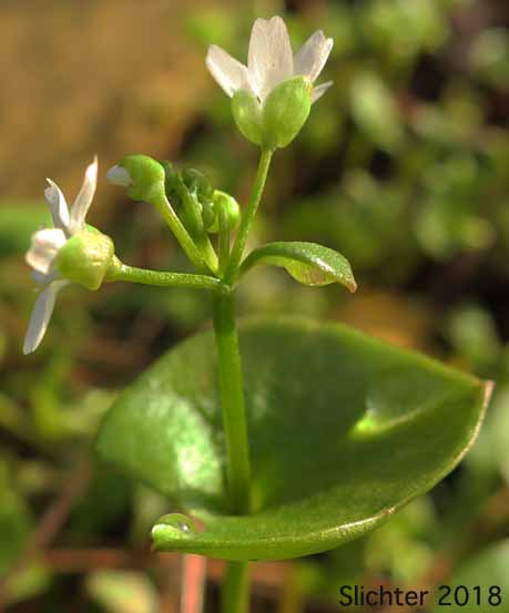 Miner's Lettuce: Claytonia perfoliata ssp. perfoliata (Synonyms: Claytonia perfoliata var. angustifolia, Claytonia perfoliata var. perfoliata, Limnia perfoliata, Montia perfoliata ssp. perfoliata, Montia perfoliata var. perfoliata)
