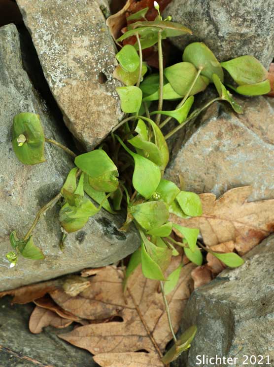Miner's Lettuce: Claytonia perfoliata ssp. perfoliata (Synonyms: Claytonia perfoliata var. angustifolia, Claytonia perfoliata var. perfoliata, Limnia perfoliata, Montia perfoliata ssp. perfoliata, Montia perfoliata var. perfoliata)