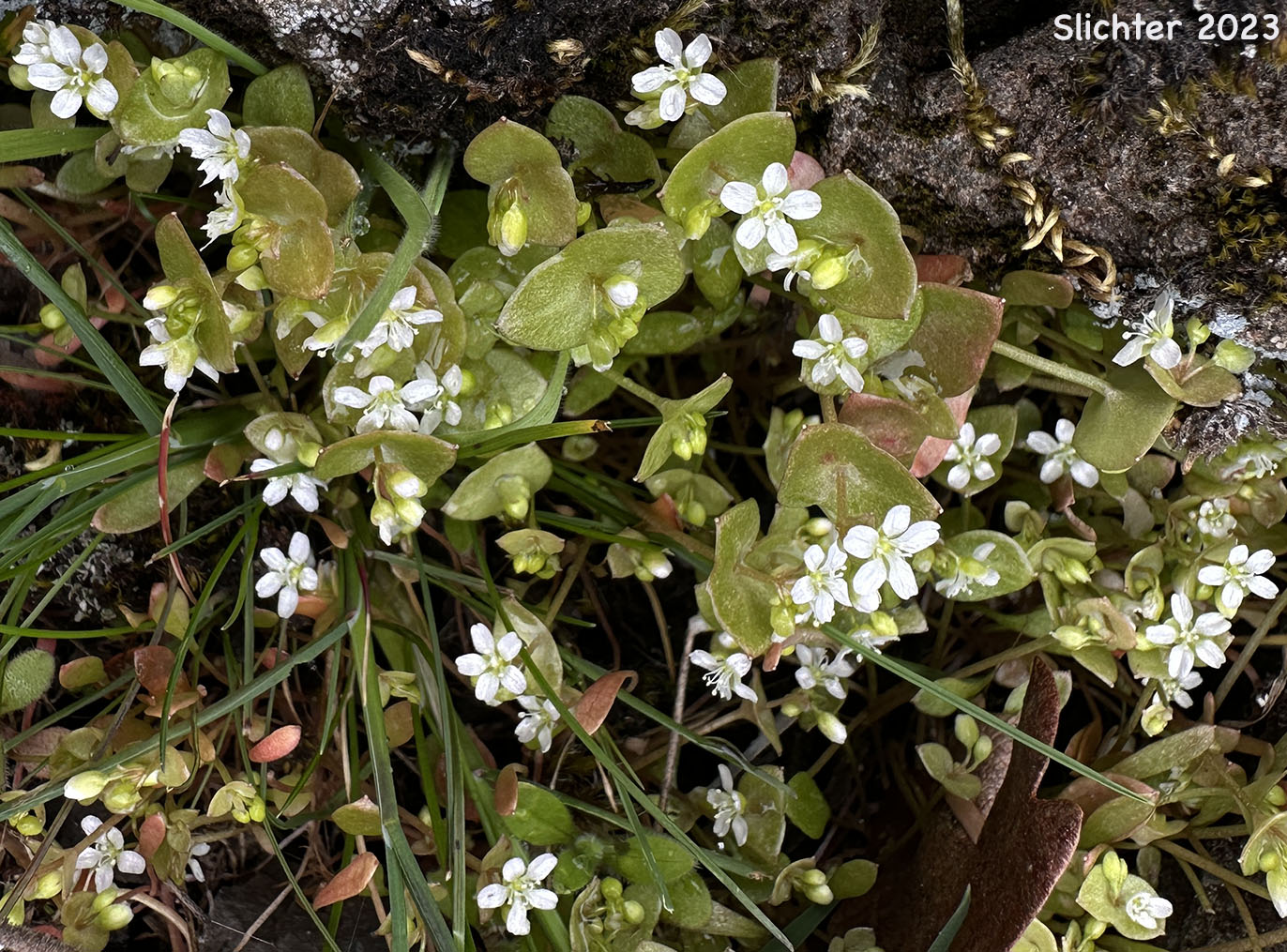 Miner's Lettuce: Claytonia perfoliata ssp. perfoliata (Synonyms: Claytonia perfoliata var. angustifolia, Claytonia perfoliata var. perfoliata, Limnia perfoliata, Montia perfoliata ssp. perfoliata, Montia perfoliata var. perfoliata)