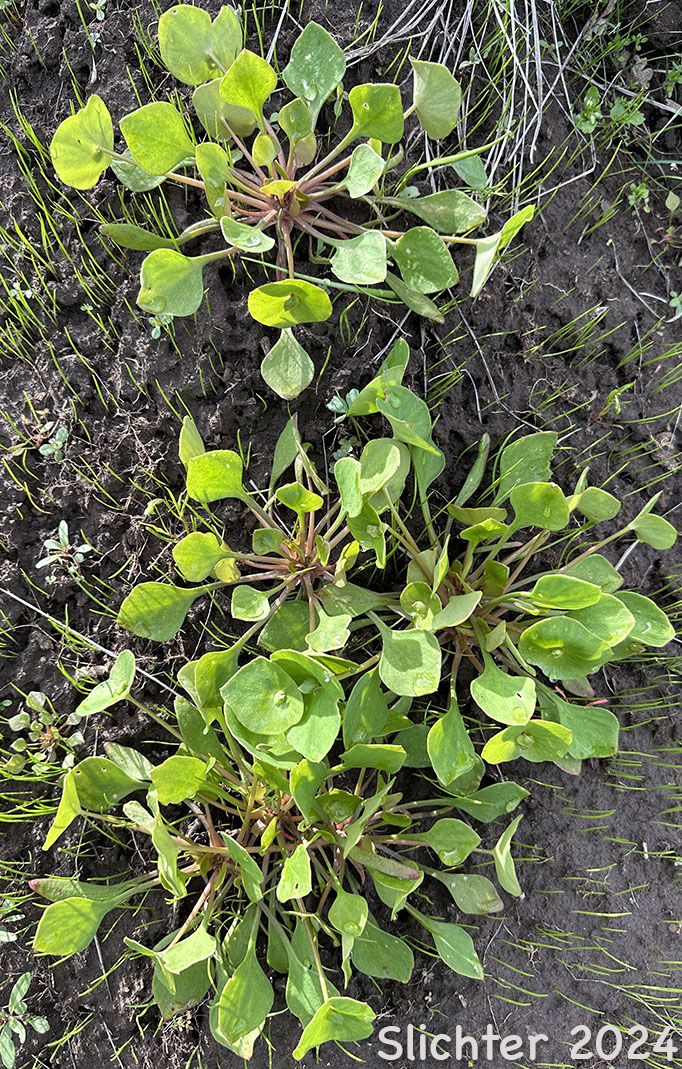 Leaves of Miner's Lettuce: Claytonia perfoliata ssp. perfoliata (Synonyms: Claytonia perfoliata var. angustifolia, Claytonia perfoliata var. perfoliata, Limnia perfoliata, Montia perfoliata ssp. perfoliata, Montia perfoliata var. perfoliata)