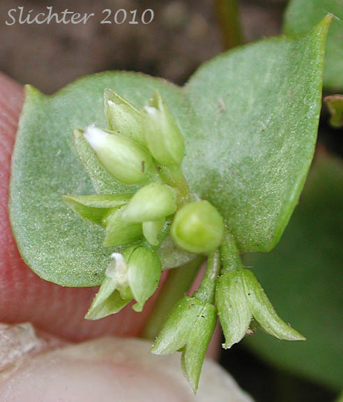 Inflorescence and characteristic paired stem leaves of Erubescent Miner's Lettuce, Red Miner's Lettuce, Redstem Springbeauty: Claytonia rubra ssp. rubra (Synonyms: Montia perfoliata (in part), Montia rubra)
