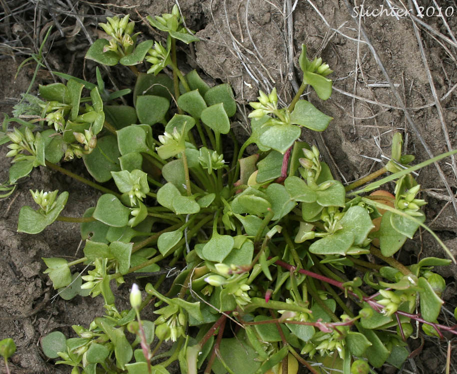 Erubescent Miner's Lettuce, Red Miner's Lettuce, Redstem Springbeauty: Claytonia rubra ssp. rubra (Synonyms: Montia perfoliata (in part), Montia rubra)