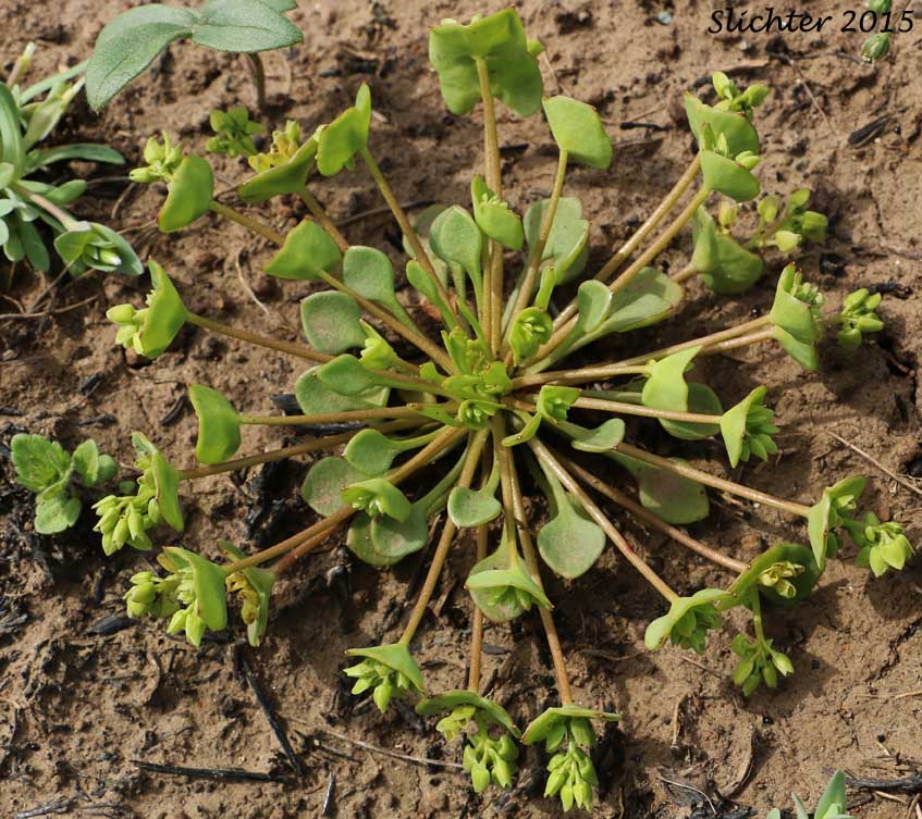 Erubescent Miner's Lettuce, Red Miner's Lettuce, Redstem Springbeauty: Claytonia rubra ssp. rubra (Synonyms: Montia perfoliata (in part), Montia rubra)