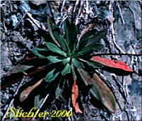 Basal leaves of Columbia Lewisia: Lewisia columbiana var. columbiana (Synonyms: Calandrinia columbiana, Lewisia columbiana ssp. columbiana, Oreobroma columbianum, Talinum denticulatum)