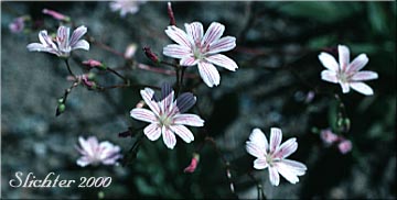 Columbia Lewisia: Lewisia columbiana var. columbiana (Synonyms: Calandrinia columbiana, Lewisia columbiana ssp. columbiana, Oreobroma columbianum, Talinum denticulatum)