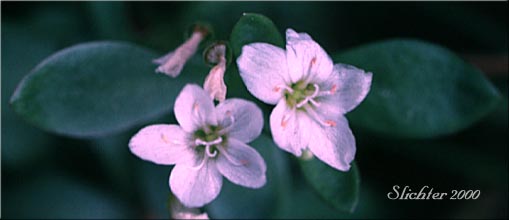 Water Montia: Montia chamissoi (Synonyms: Claytonia chamissoi, Crunocallis chamissoi)