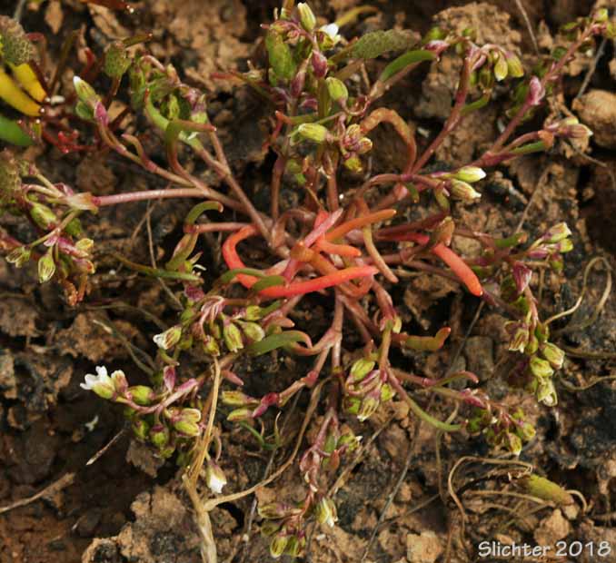 Dwarf Miner's-lettuce, Dwarf Montia: Montia dichotoma (Synonyms: Claytonia dichotoma, Montiastrum dichotomum)