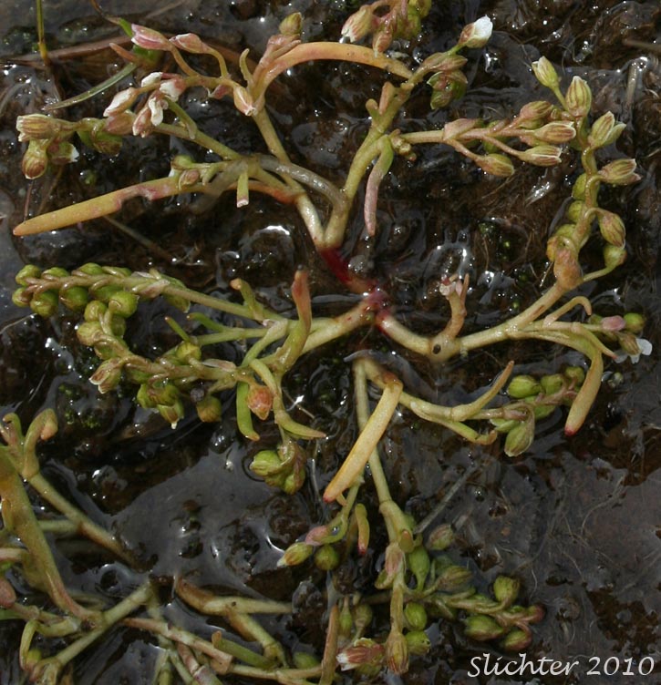 Dwarf Miner's-lettuce, Dwarf Montia: Montia dichotoma (Synonyms: Claytonia dichotoma, Montiastrum dichotomum)