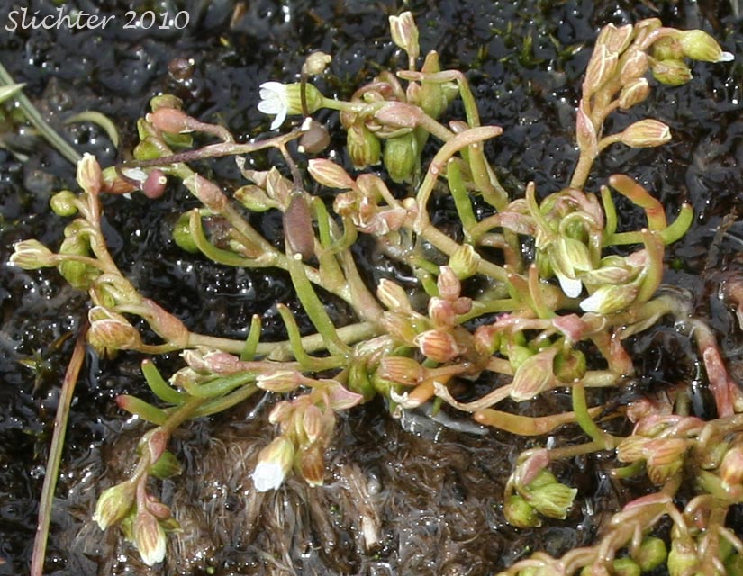 Dwarf Miner's-lettuce, Dwarf Montia: Montia dichotoma (Synonyms: Claytonia dichotoma, Montiastrum dichotomum)