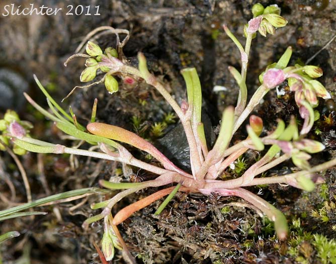 Dwarf Miner's-lettuce, Dwarf Montia: Montia dichotoma (Synonyms: Claytonia dichotoma, Montiastrum dichotomum)