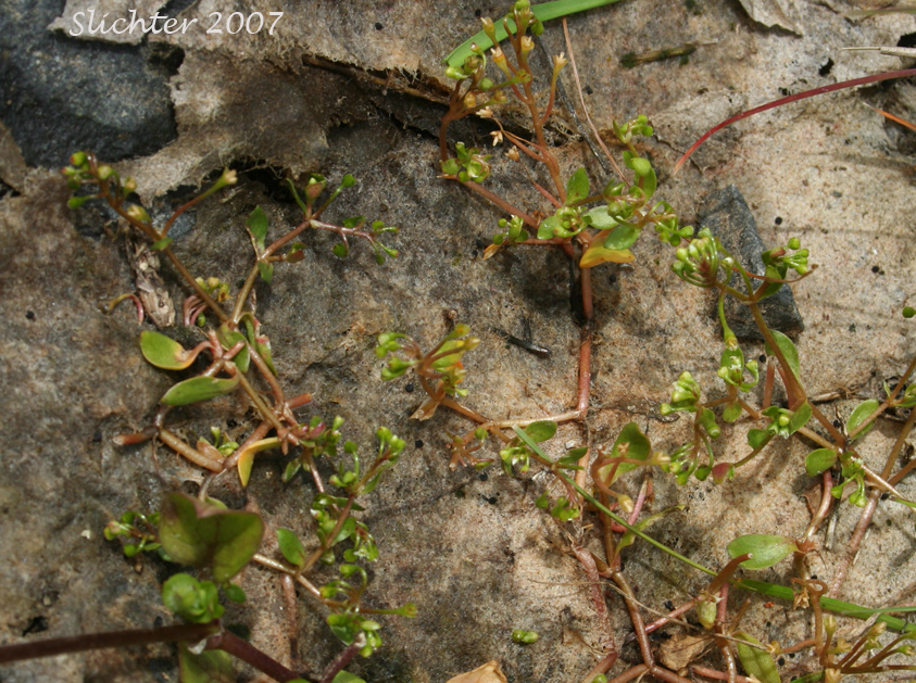Annual Water Miner's-lettuce, Blinks, Spring Water Chickweed, Water Chickweed: Montia fontana (Synonyms: Claytonia hallii, Montia clara, Montia dipetala, Montia fontana ssp. fontana, Montia fontana var. lamprosperma, Montia fontana var. tenerrima, Montia funstonii, Montia hallii, Montia minor)