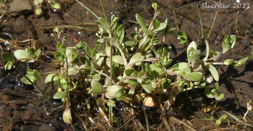Annual Water Miner's-lettuce, Blinks, Spring Water Chickweed, Water Chickweed: Montia fontana (Synonyms: Claytonia hallii, Montia clara, Montia dipetala, Montia fontana ssp. fontana, Montia fontana var. lamprosperma, Montia fontana var. tenerrima, Montia funstonii, Montia hallii, Montia minor)