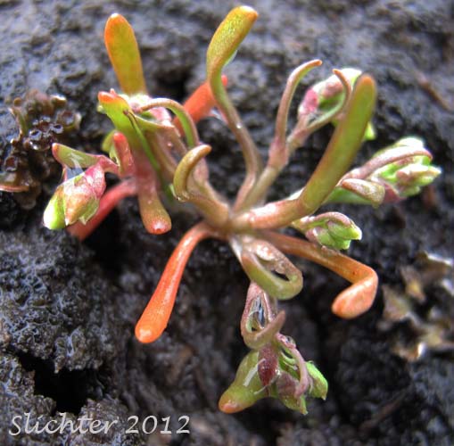 Howell's Miner's-lettuce, Howell's Montia: Montia howellii (Synonyms: Claytonia howellii, Maxia howellii, Montiastrum howellii)