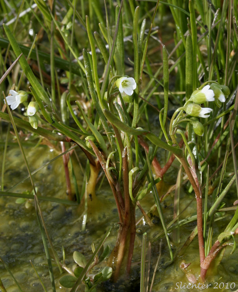Line-leaf Montia, Lineleaf Indian Lettuce, Narrowleaf Miner's-lettuce, Narrowleaf Montia, Narrow-leaved Montia: Montia linearis (Synonym: Claytonia linearis)