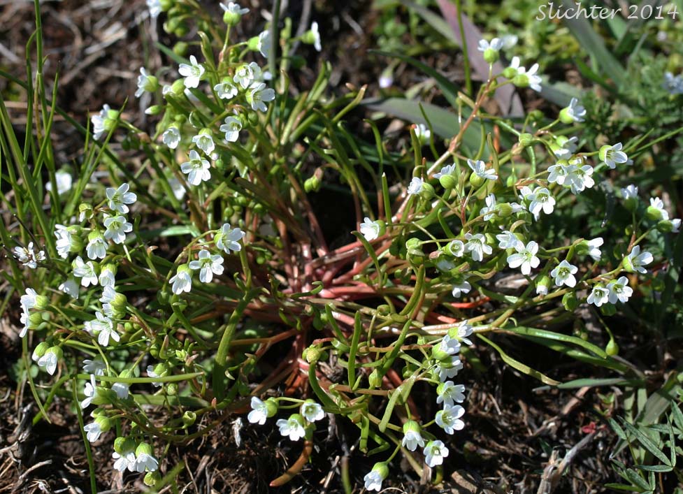 Line-leaf Montia, Lineleaf Indian Lettuce, Narrowleaf Miner's-lettuce, Narrowleaf Montia, Narrow-leaved Montia: Montia linearis (Synonym: Claytonia linearis)