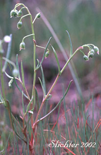 Line-leaf Montia, Lineleaf Indian Lettuce, Narrowleaf Miner's-lettuce, Narrowleaf Montia, Narrow-leaved Montia: Montia linearis (Synonym: Claytonia linearis)