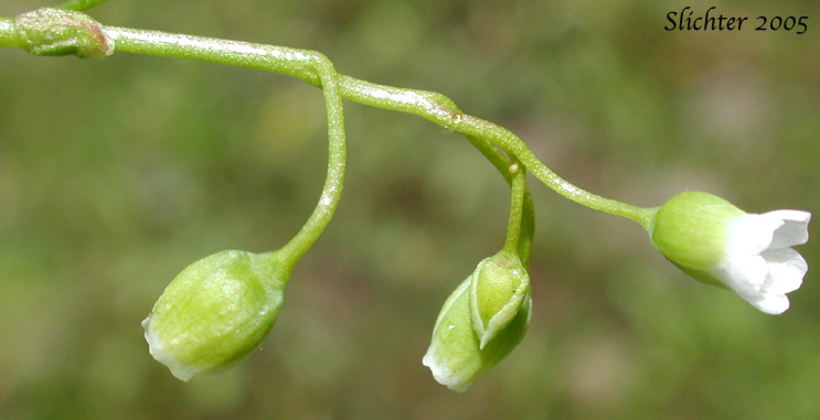 Line-leaf Montia, Lineleaf Indian Lettuce, Narrowleaf Miner's-lettuce, Narrowleaf Montia, Narrow-leaved Montia: Montia linearis (Synonym: Claytonia linearis)