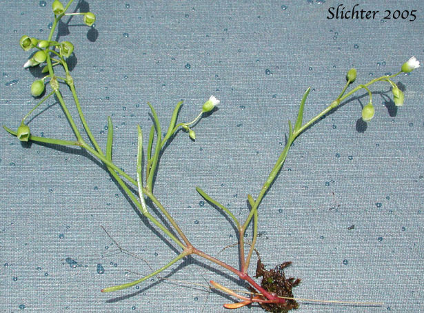 Line-leaf Montia, Lineleaf Indian Lettuce, Narrowleaf Miner's-lettuce, Narrowleaf Montia, Narrow-leaved Montia: Montia linearis (Synonym: Claytonia linearis)