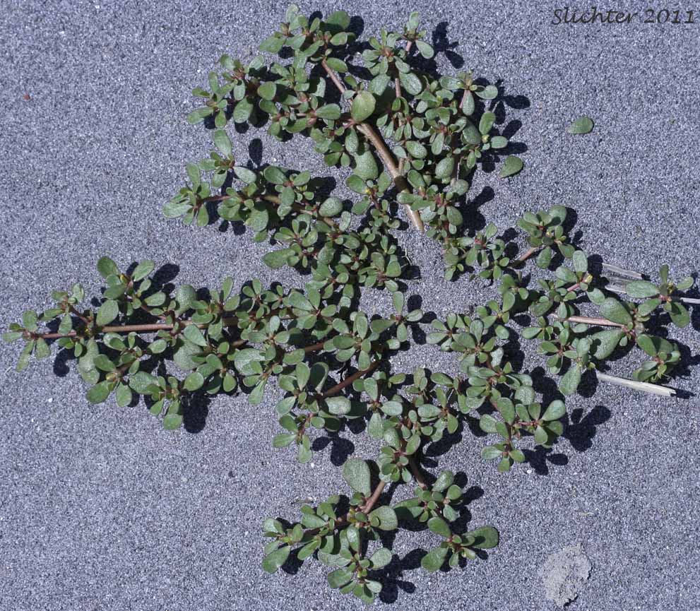 Common Purslane, Little Hogweed, Portulaca: Portulaca oleracea (Synonyms: Portulaca neglecta, Portulaca oleracea ssp. granulatostellulata, Portulaca oleracea ssp. impolita, Portulaca oleracea ssp. nicaraguensis, Portulaca oleracea ssp. nitida, Portulaca oleracea ssp. papillatostellulata, Portulaca oleracea ssp. stellata, Portulaca retusa)
