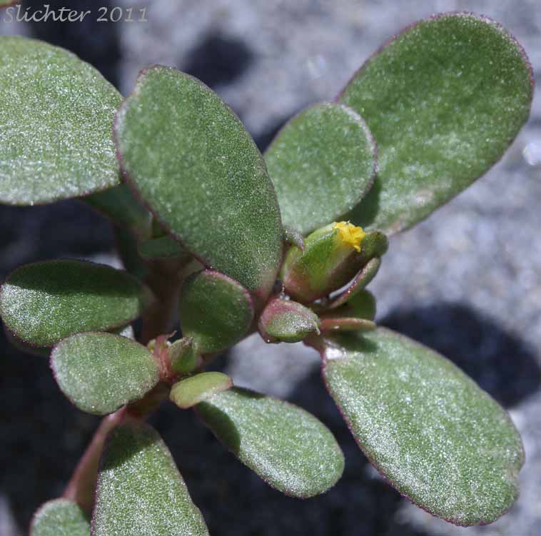 Stem leaves and flower bud of Common Purslane, Little Hogweed, Portulaca: Portulaca oleracea (Synonyms: Portulaca neglecta, Portulaca oleracea ssp. granulatostellulata, Portulaca oleracea ssp. impolita, Portulaca oleracea ssp. nicaraguensis, Portulaca oleracea ssp. nitida, Portulaca oleracea ssp. papillatostellulata, Portulaca oleracea ssp. stellata, Portulaca retusa)