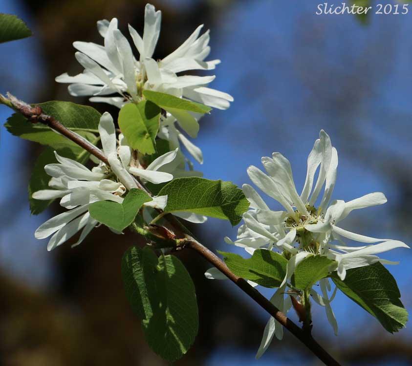 Cusick's Serviceberry: Amelanchier cusickii (Synonyms: Amelanchier basalticola, Amelanchier alnifolia var. cusickii, Amelanchier florida, Amelanchier florida var. cusickii)