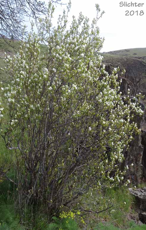 Cusick's Serviceberry: Amelanchier cusickii (Synonyms: Amelanchier basalticola, Amelanchier alnifolia var. cusickii, Amelanchier florida, Amelanchier florida var. cusickii)