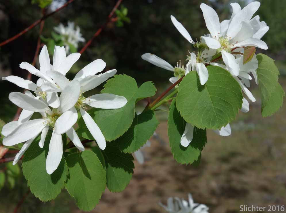 Cusick's Serviceberry: Amelanchier cusickii (Synonyms: Amelanchier basalticola, Amelanchier alnifolia var. cusickii, Amelanchier florida, Amelanchier florida var. cusickii)