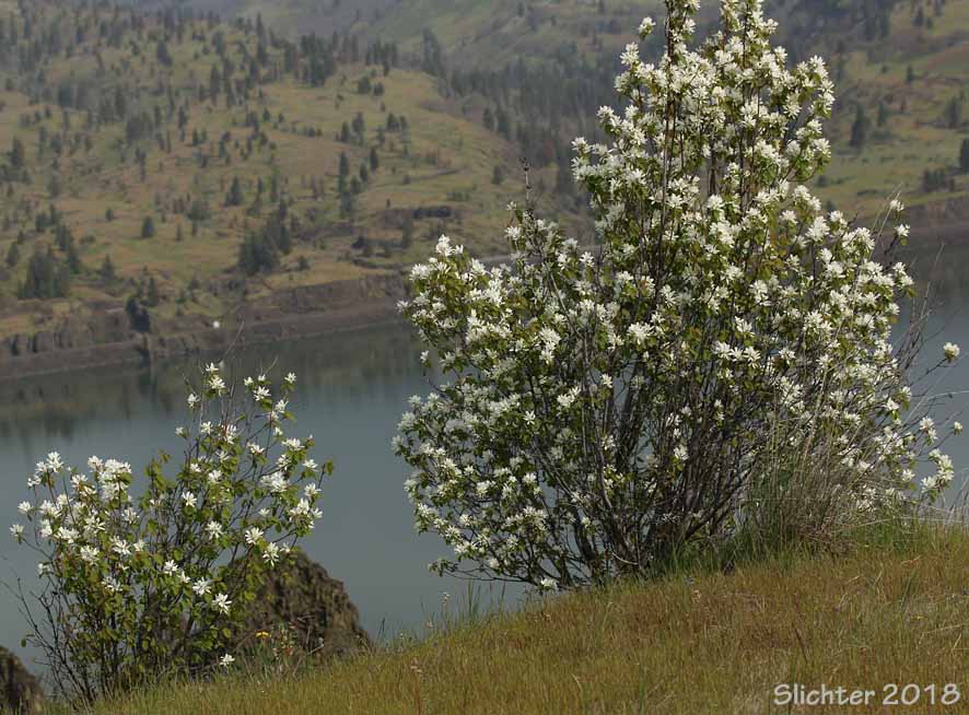 Habitat of Cusick's Serviceberry: Amelanchier cusickii (Synonyms: Amelanchier basalticola, Amelanchier alnifolia var. cusickii, Amelanchier florida, Amelanchier florida var. cusickii)