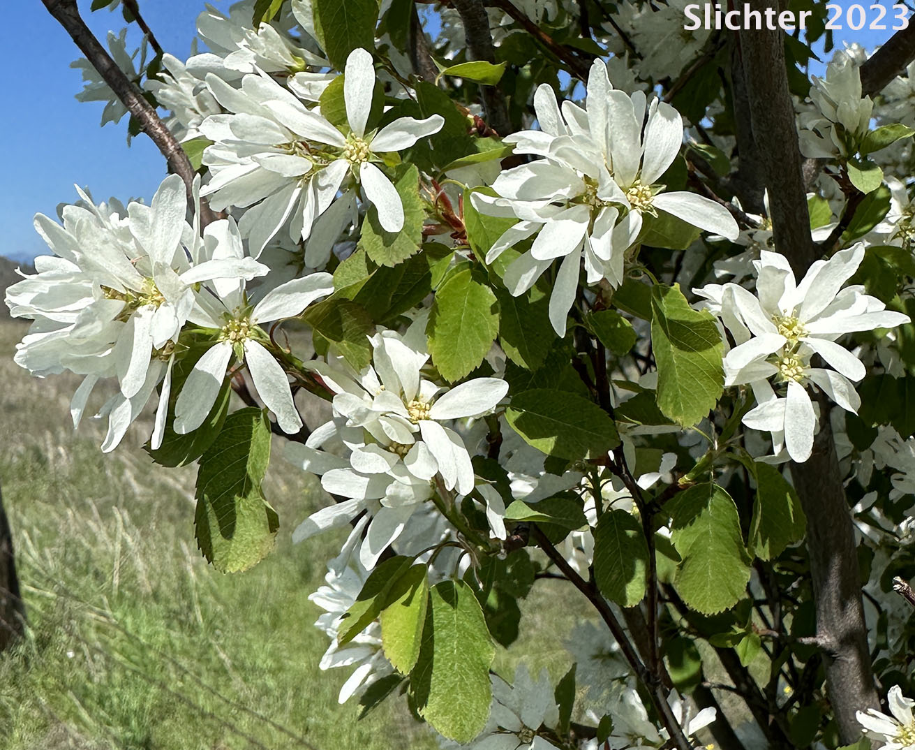 Cusick's Serviceberry: Amelanchier cusickii (Synonyms: Amelanchier basalticola, Amelanchier alnifolia var. cusickii, Amelanchier florida, Amelanchier florida var. cusickii)