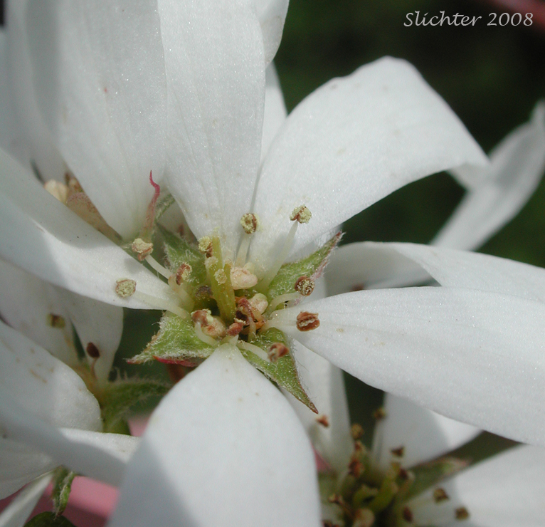 Flower of Cusick's Serviceberry: Amelanchier cusickii (Synonyms: Amelanchier basalticola, Amelanchier alnifolia var. cusickii, Amelanchier florida, Amelanchier florida var. cusickii)