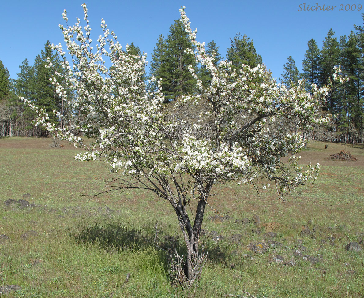 Cusick's Serviceberry: Amelanchier cusickii (Cusick's Serviceberry: Amelanchier cusickii (Synonyms: Amelanchier basalticola, Amelanchier alnifolia var. cusickii, Amelanchier florida, Amelanchier florida var. cusickii)