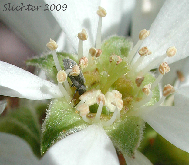 Flower of Cusick's Serviceberry: Amelanchier cusickii (Synonyms: Amelanchier basalticola, Amelanchier alnifolia var. cusickii, Amelanchier florida, Amelanchier florida var. cusickii)