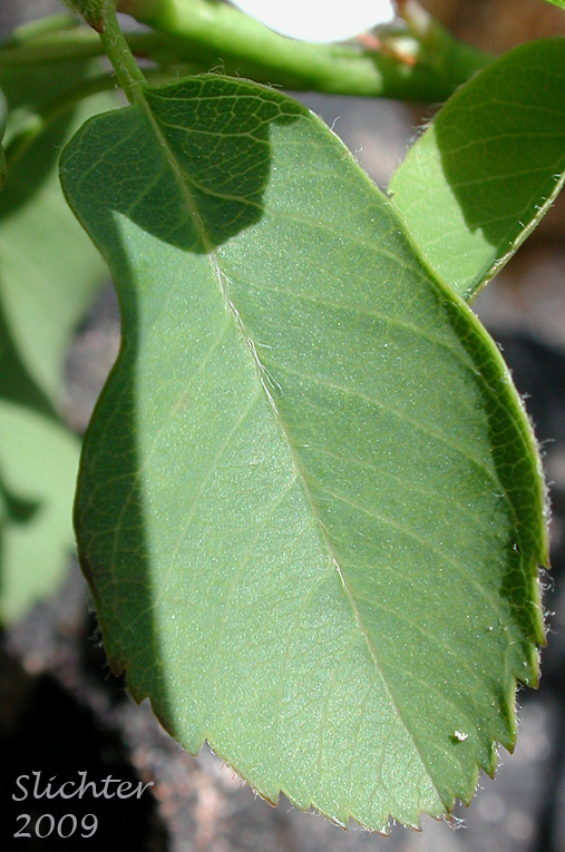 Dorsal leaf surface of Cusick's Serviceberry: Amelanchier cusickii (Synonyms: Amelanchier basalticola, Amelanchier alnifolia var. cusickii, Amelanchier florida, Amelanchier florida var. cusickii)