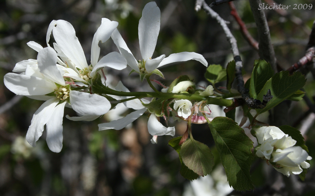 Cusick's Serviceberry: Amelanchier cusickii (Synonyms: Amelanchier basalticola, Amelanchier alnifolia var. cusickii, Amelanchier florida, Amelanchier florida var. cusickii)