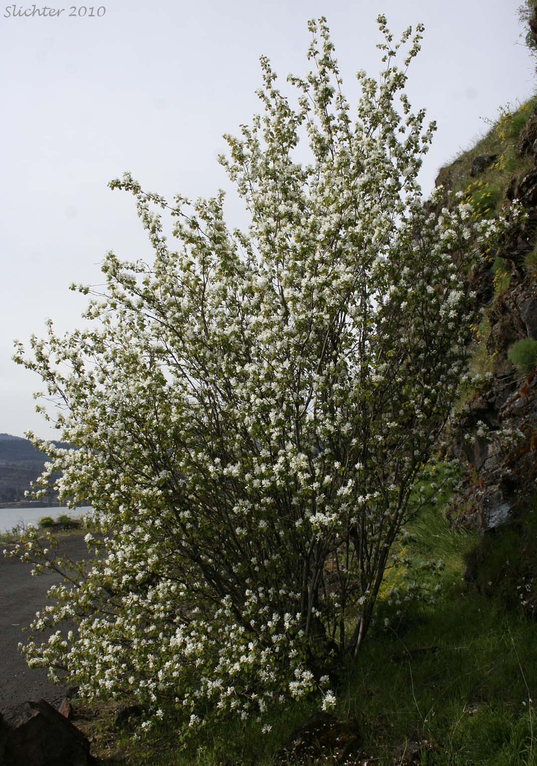 Cusick's Serviceberry: Amelanchier cusickii (Synonyms: Amelanchier basalticola, Amelanchier alnifolia var. cusickii, Amelanchier florida, Amelanchier florida var. cusickii)