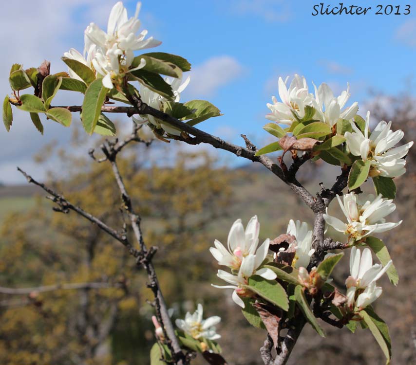 Cusick's Serviceberry: Amelanchier cusickii (Synonyms: Amelanchier basalticola, Amelanchier alnifolia var. cusickii, Amelanchier florida, Amelanchier florida var. cusickii)