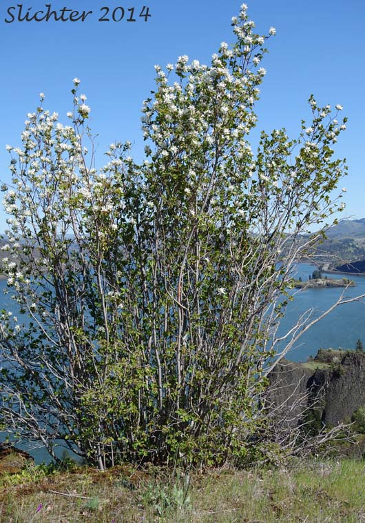 Cusick's Serviceberry: Amelanchier cusickii (Synonyms: Amelanchier basalticola, Amelanchier alnifolia var. cusickii, Amelanchier florida, Amelanchier florida var. cusickii)