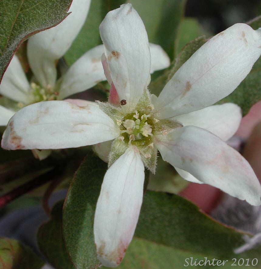 Close-up of a flower of Utah Serviceberry: Amelanchier utahensis (Synonyms: Amelanchier alnifolia var. oreophila, Amelanchier utahensis ssp. utahensis, Amelanchier alnifolia var. utahensis, Amelanchier australis, Amelanchier bakeri, Amelanchier florida, Amelanchier florida var. gracilis, Amelanchier goldmanii, Amelanchier gracilis, Amelanchier mormonica, Amelanchier pallida, Amelanchier oreophila)