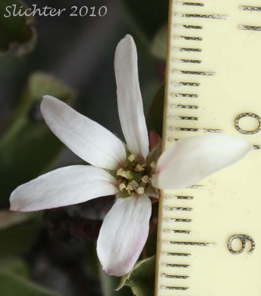 Close-up of a flower of Utah Serviceberry: Amelanchier utahensis (Synonyms: Amelanchier alnifolia var. oreophila, Amelanchier utahensis ssp. utahensis, Amelanchier alnifolia var. utahensis, Amelanchier australis, Amelanchier bakeri, Amelanchier florida, Amelanchier florida var. gracilis, Amelanchier goldmanii, Amelanchier gracilis, Amelanchier mormonica, Amelanchier pallida, Amelanchier oreophila)