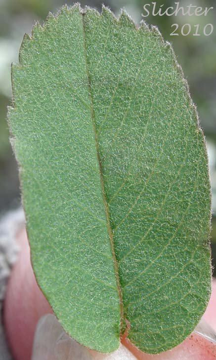 Dorsal leaf surface of Utah Serviceberry: Amelanchier utahensis (Synonyms: Amelanchier alnifolia var. oreophila, Amelanchier utahensis ssp. utahensis, Amelanchier alnifolia var. utahensis, Amelanchier australis, Amelanchier bakeri, Amelanchier florida, Amelanchier florida var. gracilis, Amelanchier goldmanii, Amelanchier gracilis, Amelanchier mormonica, Amelanchier pallida, Amelanchier oreophila)