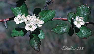 Douglas Hawthorn, Black Hawthorn: Crataegus douglasii (Synonyms: Crataegus columbiana var. columbiana, Crataegus douglasii var. douglasii)
